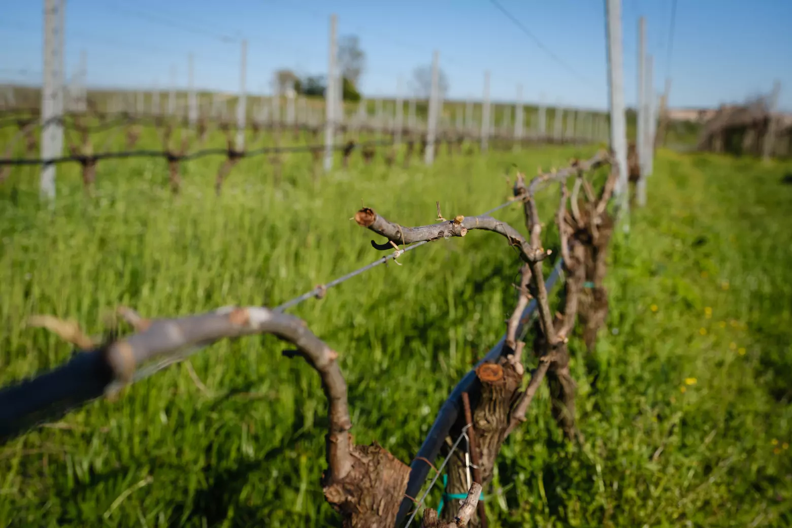 Degustazione vini Lugana Cantina Patrizia Cadore (2)